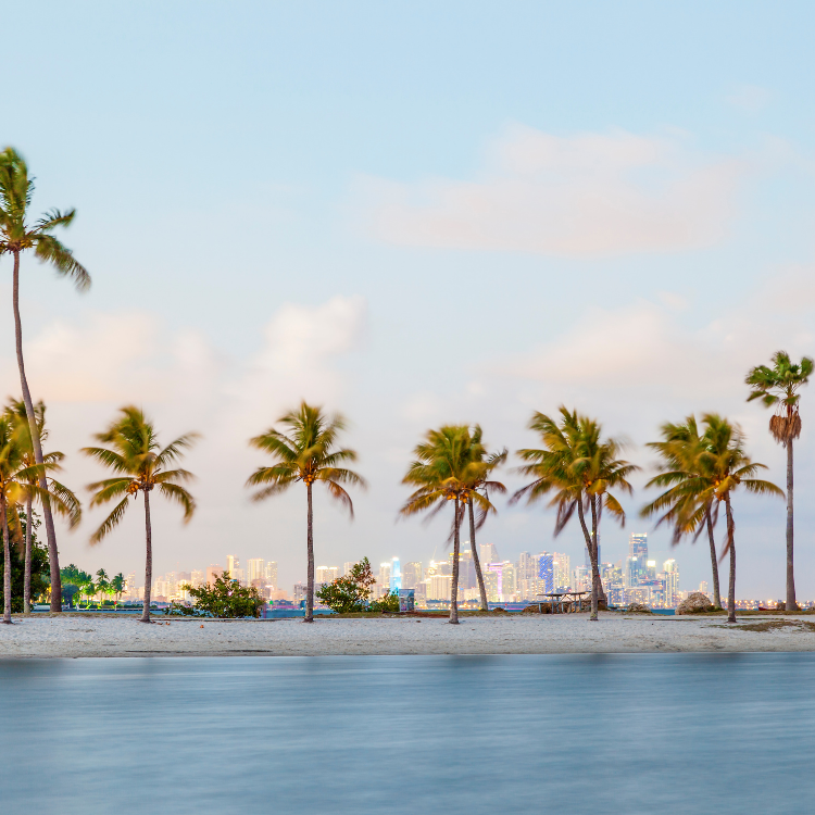A row of palm trees lines a sandy Northport FL shore with calm blue water in the foreground. A distant city skyline is visible under a partly cloudy sky in the background.